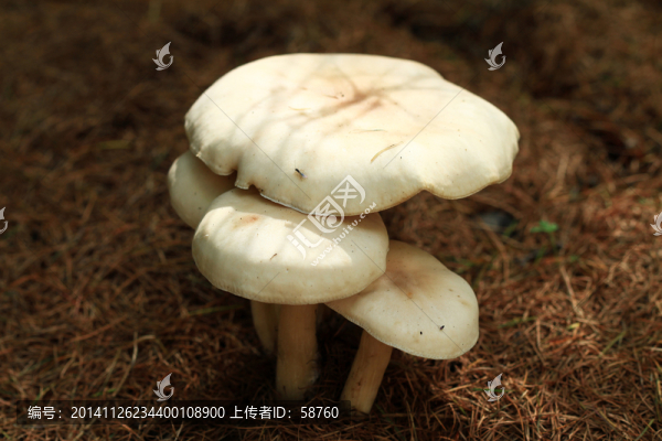 大興安嶺野生白蘑
