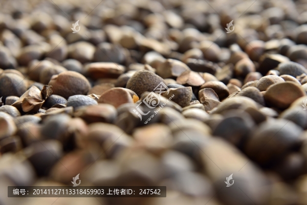 油茶籽