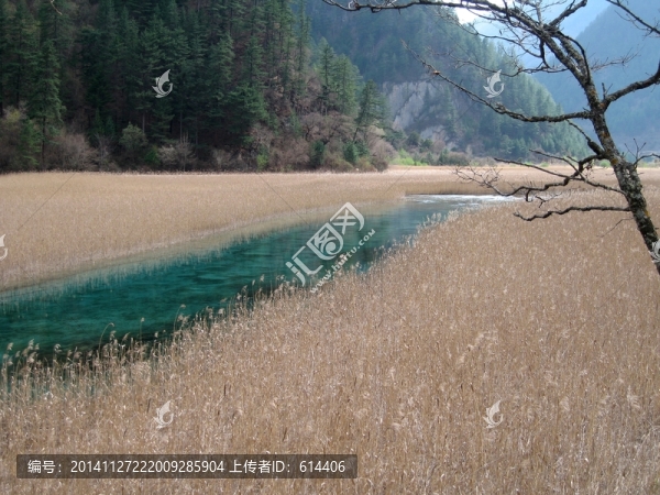九寨溝,蘆葦海