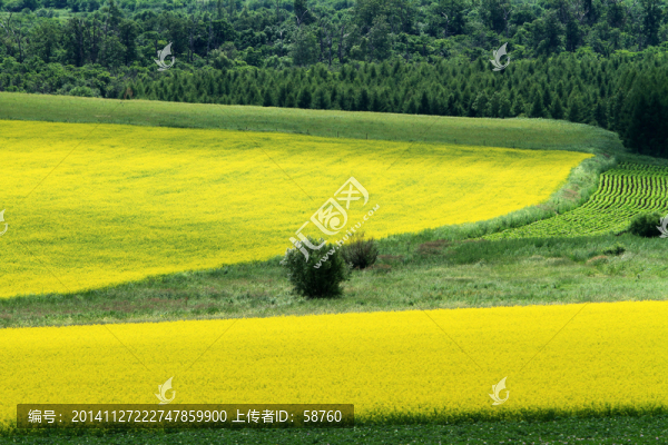 油菜花開的田野之夢