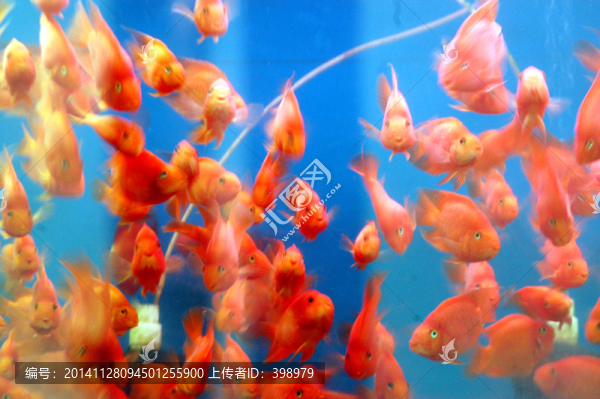 金魚