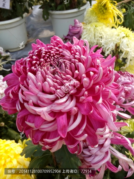 菊花