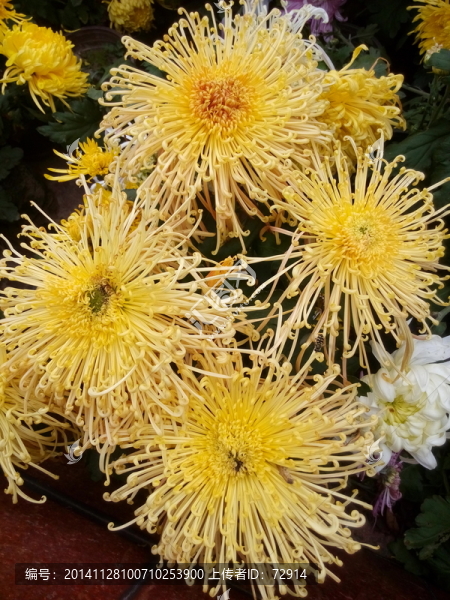 菊花