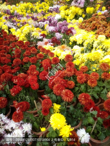 菊花