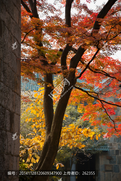 莫干山紅葉