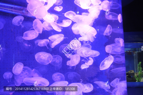 水母