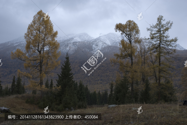 深秋漫山遍野的黃色的秋葉