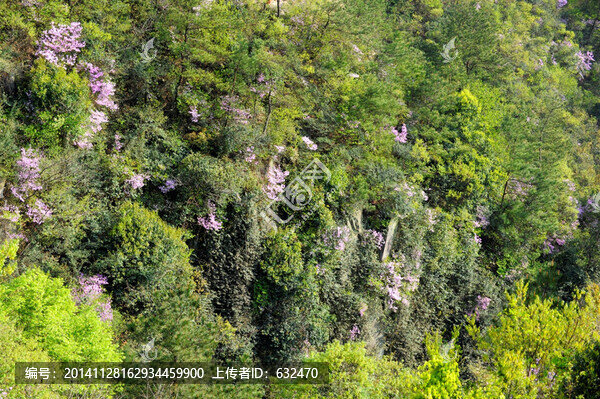 大河四渡峭壁上的野杜鵑花