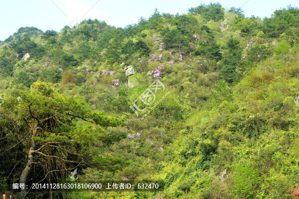 大河四渡野杜鵑花點綴山林