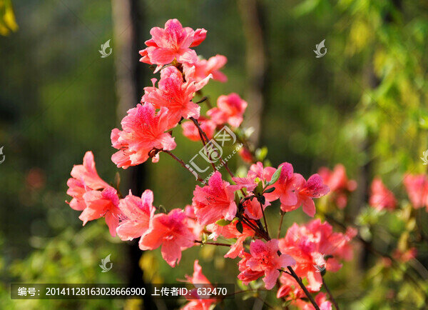 大河四渡粉紅野杜鵑花