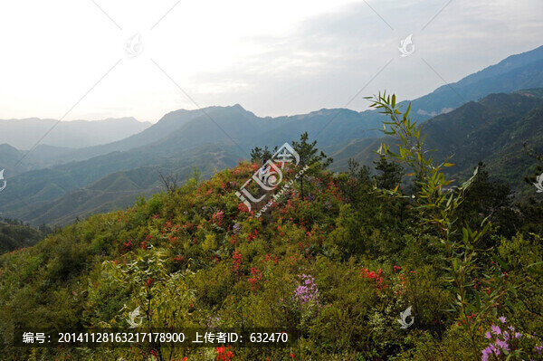 大河四渡的野杜鵑花