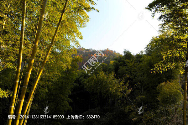 東山竹林