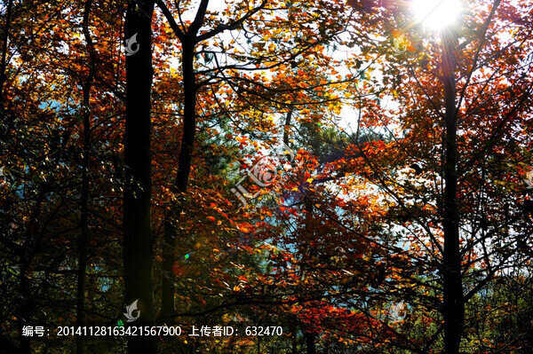 五祖東山的紅葉