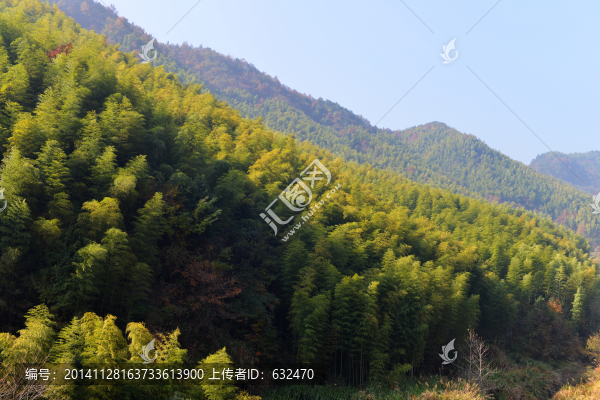 竹林