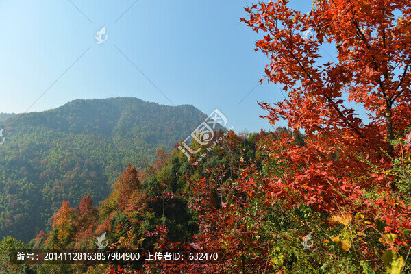 紅葉滿山