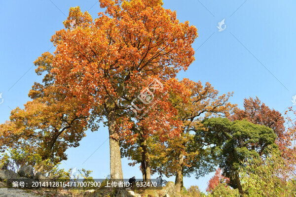 小村大樹