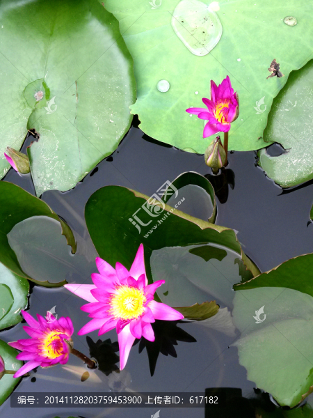 睡蓮,蓮花