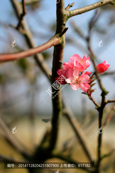 桃花,花朵