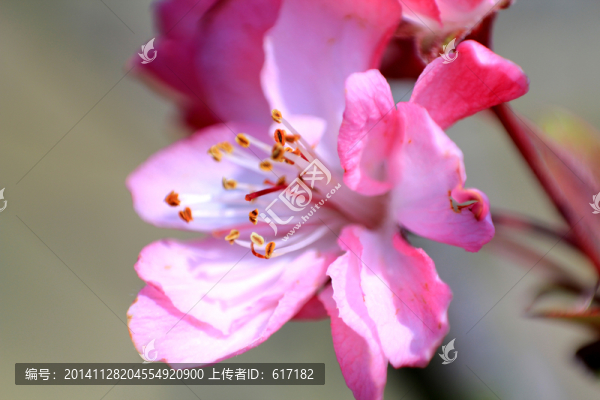 桃花,紅花