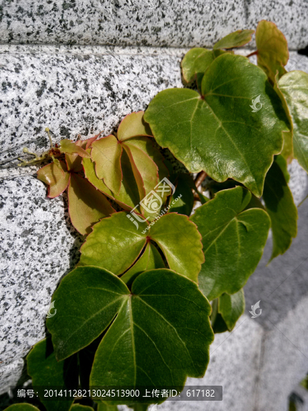 爬山虎,觸腳