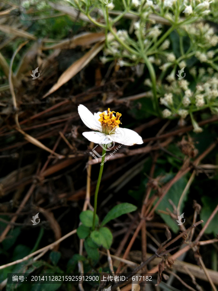 向陽花,野花,白色小花
