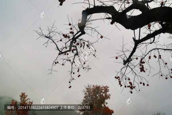 柿子樹(shù)