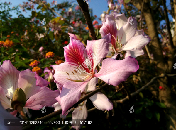 紫荊花,花