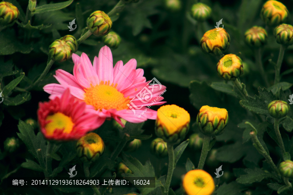 絢麗多彩的菊花