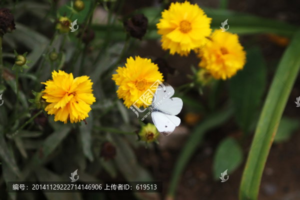 蝴蝶花兒