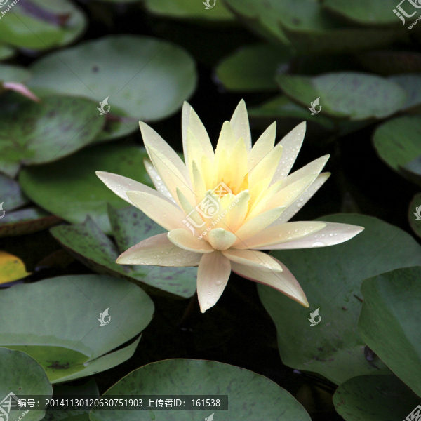 一朵睡蓮花,蓮花