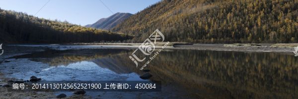 新疆喀納斯原始森林多彩的秋天