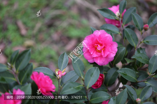 茶花