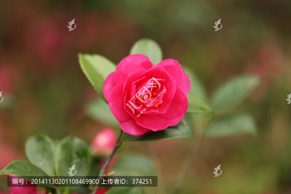 茶花