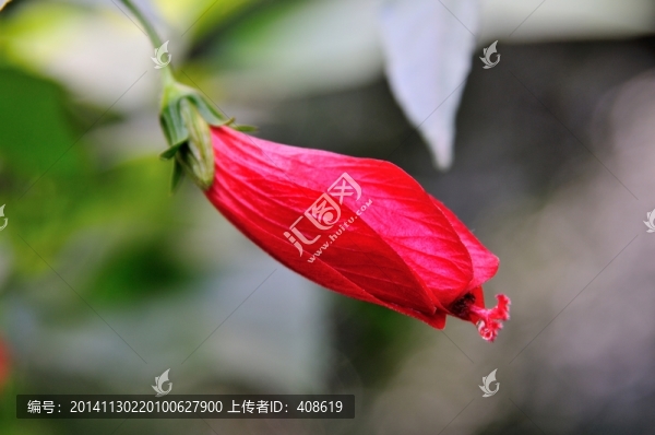 紅花蕾