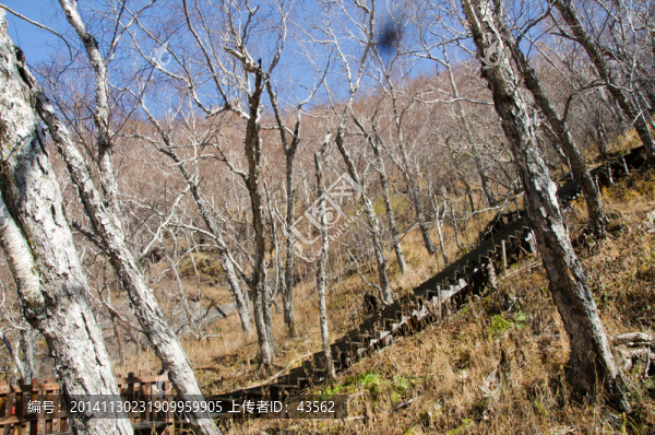 樹林,森林,長白山