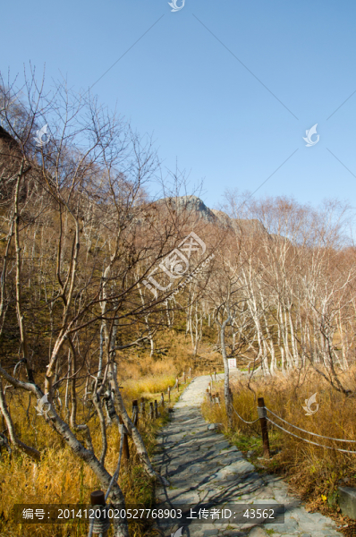 長(zhǎng)白山,森林,小路