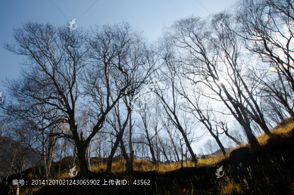 長白山,原始森林