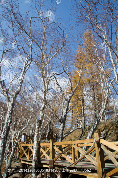 長白山,樹林