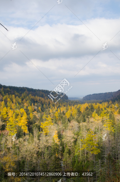 長白山,地下森林,原始森林