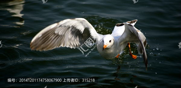 海鷗