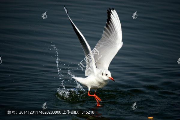 海鷗