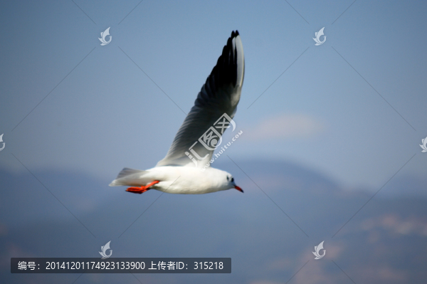 海鷗