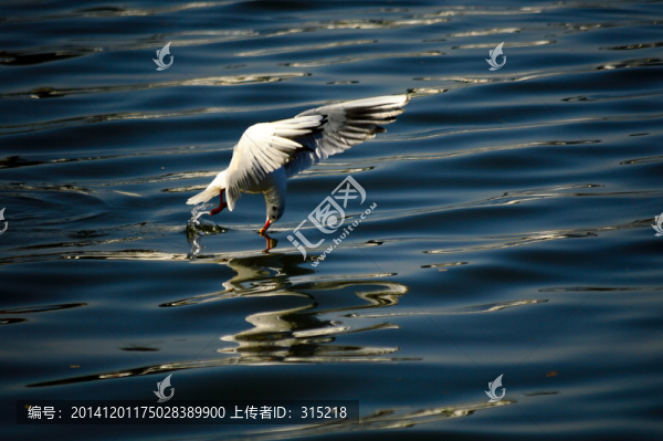 海鷗