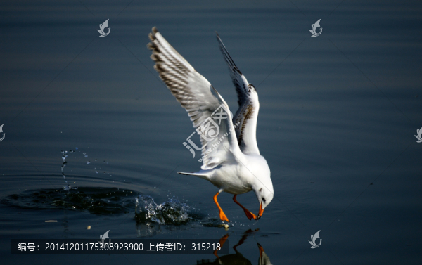 海鷗