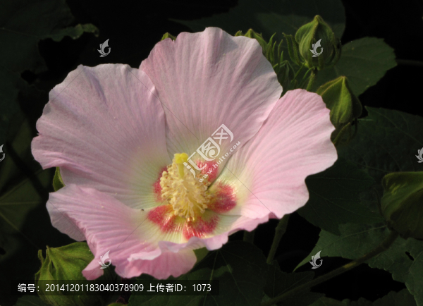 芙蓉花
