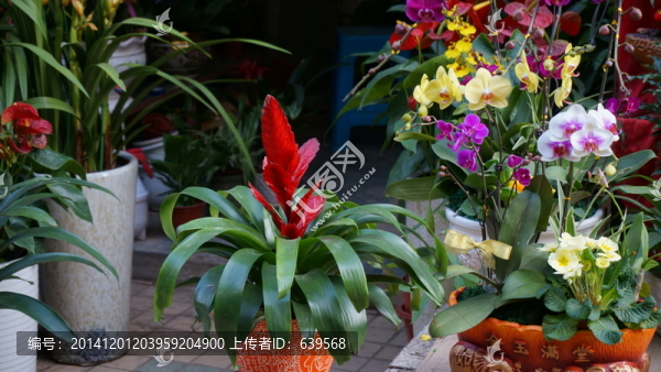 春節(jié)花卉集合