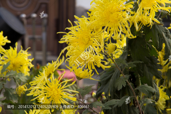 菊花