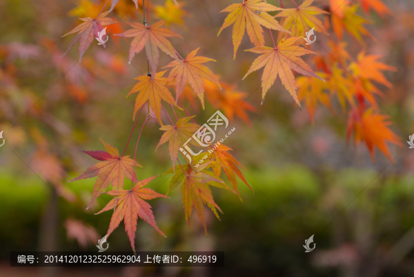 紅色