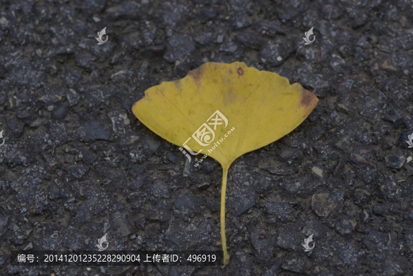銀杏葉