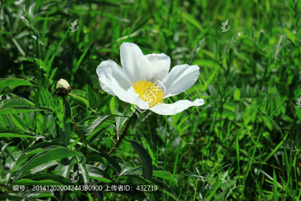 野生芍藥花